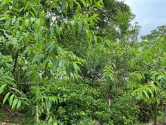 -桃源山庄·水蜜桃采摘·柴火鸡·烧烤团建(龙泉山店)