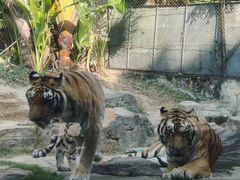 -深圳野生动物园