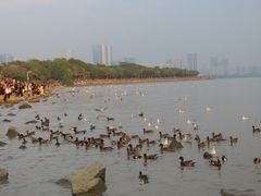 -深圳湾公园(南山区)