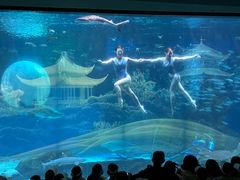-海合安成都极地海洋公园