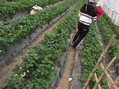 -青浦采草莓天天草莓园
