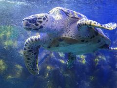 -太平洋海底世界