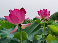 -西青郊野公园