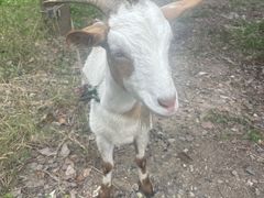 -马陆小张葡萄园农家乐