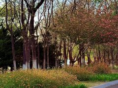 -济南国际园博园