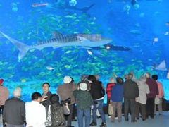 -烟台海昌鲸鲨海洋公园