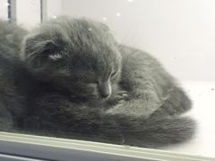 -喵的天空名猫咖啡馆·撸猫·猫舍·用品