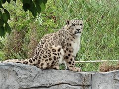 -青藏高原野生动物园