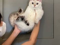-猫大福·Fortune Cat猫舍(百子湾店)