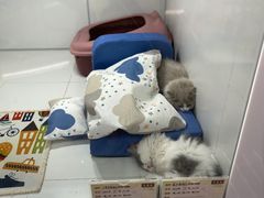 -1013 PET SHOP精品宠物商店(丁香店)