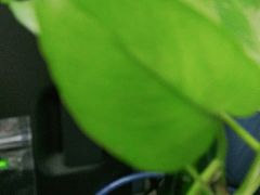 -曲阳花鸟市场(曲阳路店)
