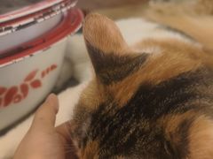 -平行世界·猫咖(首经贸店)