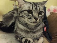 -猫色咖啡·猫咖