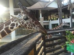 -清迈夜间动物园