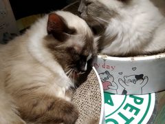 -喵喵咪呀布偶猫咖(春熙路店)