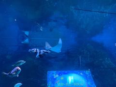 -烟台海昌鲸鲨海洋公园