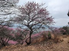 -新建村梅花