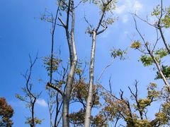 -八大山人梅湖景区