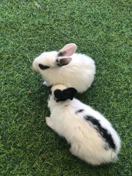 -萌宠亲子动物乐园(槐房万达店)