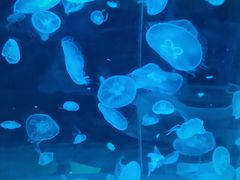 -台州海洋世界