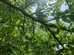 -铁山坪森林公园