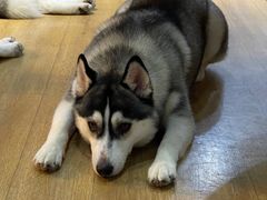 -Husky Go! 哈士奇体验馆·宠物咖啡厅狗咖