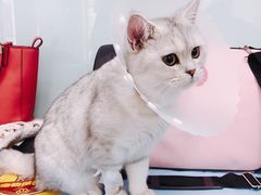 -纳吉亚猫专科动物诊疗中心(蒋宅口分院)