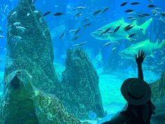 -海合安成都极地海洋公园