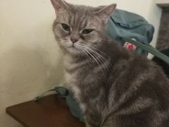 -猫色咖啡·猫咖
