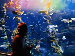 -瑞普利水族馆
