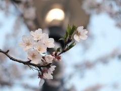 -高东镇樱花园