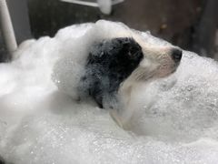 -PETKIT小佩宠物(昭化店)