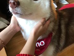 -Husky Go! 哈士奇体验馆·宠物咖啡厅狗咖