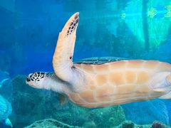 -广东惠东海龟国家级自然保护区