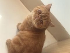-飞行喵MR PILOT|猫舍·猫咖(静安大融城店)