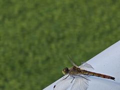 -华夏良子·足道SPA艾灸(翠微店)