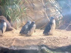 -悉尼海洋生物水族馆