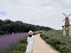 -大塘金香草谷