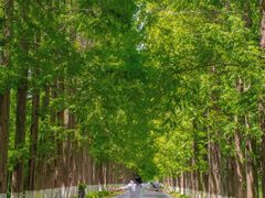 -黄海国家森林公园