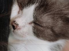 -楼上猫咖(罗湖店)
