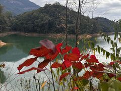 -广州市流溪河国家森林公园