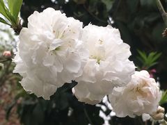 -南汇桃花村