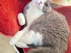 -猫大福·Fortune Cat猫舍(百子湾店)