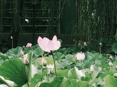 -莲湖公园
