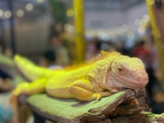 -尚泰清迈机场购物中心