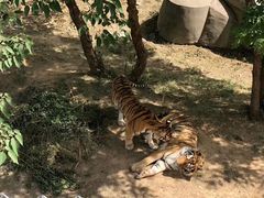 -石家庄市动物园