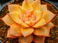 -兰陵国家农业公园