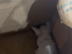 -四月宠物医院·猫专科·心脏专科·内科(转塘店)