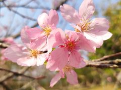 -天适樱花悠乐园