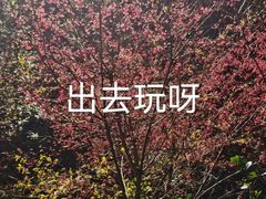 -广州白江湖森林公园